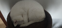 兽牌云端实木猫爬架小户型猫架带窝猫咪抓柱猫架子猫树猫窝猫抓板一体 小树屋【实木柱+大窝】 实拍图