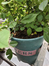 九千谷花盆加仑盆 园艺种植家用塑料花盆兰花盆带托盘24*24cm3个装5082 实拍图