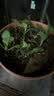 斡尔园林育苗盘加厚穴盘种植蔬菜多肉花卉苗木塑料秧盘营养钵育苗器种植杯 实拍图