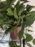 双盟绿萝盆栽除甲醛花卉绿植办公室新房净化空气160红1盆源头直发 实拍图