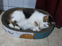 疯狂的主人猫抓板窝特大号猫玩具猫爪板猫抓盆不掉屑猫窝椭圆形瓦楞纸 实拍图