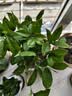 桂花树苗盆栽室内四季桂花卉植物金桂丹桂庭院大树浓香型绿植开花 四季桂花高20-30cm高左右【原土球发货】 实拍图