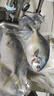 翔泰海南二去金鲳鱼700g/2条去鳃去内脏免处理生鲜鱼类 海鲜水产 实拍图