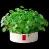 京云梦铜钱草水培盆栽金钱草室内外绿植花草青色陶瓷源头直发 实拍图