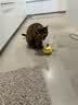 欢宠网猫玩具猫咪逗猫棒猫薄荷球不倒翁自嗨神器自己玩解闷猫猫小猫幼猫 实拍图