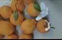 尚烤佳（Suncojia）保鲜罩 100只 一次性食品级保鲜膜套 保鲜袋套罩 适合多种碗盘 实拍图