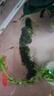 异景园鱼缸水族箱造景水榕沉木活体水草淡水无土植物后景真水草净水增氧 中号莫斯沉木 实拍图