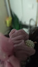 奇美拉（CHIMERA）2件水钻发圈丸子头头绳马尾肠圈发饰高档头饰皮筋母亲节礼物 实拍图