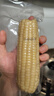 京鲜生东北白糯玉米250g*10棒 新鲜甜糯玉米棒真空包装粘玉米 源头直发 实拍图