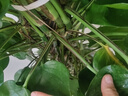 叹为观止大型植物发财树各种大颗盆栽开业乔迁客厅办公室内好养大型花卉 大叶绿萝【1.2-1.4米】 含盆 实拍图