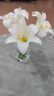 玻璃花瓶透明插花水养百合鲜花水培绿萝绿植干花小号客厅摆件 15蒜头花瓶1个 透明色 实拍图