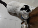 licheers猫碗猫食盆猫狗慢食护颈喝水碗底盘防滑狗碗带不锈钢碗 奶油白 实拍图