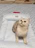 乐优派夏季猫窝狗窝四季通用垫子空调窝宠物窝冰丝睡垫可拆洗冰豆豆窝-L 实拍图