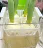 花翁水培植物室内阳台盆栽花卉 混色郁金香4颗+树脂方盆+内篮源头直发 实拍图