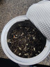 猴王牌中茶特级茉莉花茶 香芽飘雪125g浓香型茶叶中秋伴手礼茶礼罐冷泡 香芽飘雪125g*1罐 实拍图
