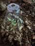 北蔬 普罗旺斯种苗大西红柿带土秧苗 普罗旺斯番茄苗6棵源头直发包邮 实拍图