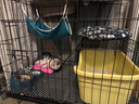 憨憨宠猫笼折叠猫笼子大号猫别墅加粗加密双层猫舍猫窝宠物猫咪用品家用 黑色 850双层 实拍图