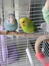 万宠汇 鸟活体虎皮鹦鹉笼养牡丹玄风活鸟学说话手养小太阳鹦鹉宠物鹦鹉 蓝色虎皮+绿色虎皮（一公一母） 实拍图
