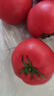 京鲜生山东沙瓤粉西红柿净重3斤单果100g+果菜两吃源头直发【搜生鲜馆】 实拍图