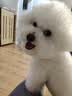 网易严选犬粮全价三拼狗粮 美毛低敏鱼肉鱼油配方小型中大型犬通用2kg*3袋 实拍图