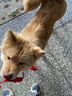 多尼斯（DOGNESS）狗狗牵引绳遛狗绳狗链子大中小型犬泰迪防爆冲宠物哈士奇柴犬 红M 实拍图