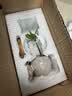 八芽迷你竹柏盆栽茶几好养花卉绿植四季常青办公室内桌面植物净化空气 竹柏+小茶罐盆（陶瓷）+竹底托 带盆栽好 实拍图