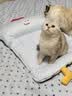 乐优派夏季猫窝狗窝四季通用垫子空调窝宠物窝冰丝睡垫可拆洗冰豆豆窝-L 实拍图