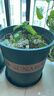 墨斗鱼花盆加仑盆加厚高款5加仑*2种菜盆大号盆栽树脂塑料简约带托盘 实拍图