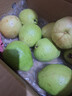 京觅福建红心芭乐 番石榴 应季 低糖孕妇水果 单果150g 净重3斤装 实拍图