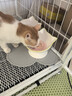 阿飞和巴弟猫条猫零食猫罐头冻干试吃礼包4件装【迪士尼疯狂动物城】 实拍图