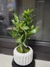 八芽小叶栀子花盆栽开花植物室内桌面茶几好养花卉绿植办公室净化空气 小叶栀子花-陶瓷竖纹盆-密胺托 带盆栽好 实拍图