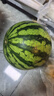 京鲜生 无籽麒麟瓜西瓜 1粒装 单果5-7斤 生鲜水果源头直发包邮 实拍图