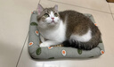 licheers猫狗窝四季小型犬宠物猫咪睡垫夏季舒适泰迪中大型犬狗垫子 S号 实拍图