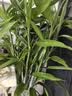 花行榜驱蚊竹柏水培驱蚊植物盆栽办公室桌面花卉水养办公室绿植源头直发 实拍图