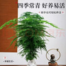 开时果 大文竹盆栽老桩精品植物 四季好养大棵文竹室内阳台大型绿植盆景 5年大文竹+梅青617盆/约40-50cm 实拍图