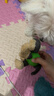宜特（EETOYS）布绒猴子狗狗玩具磨牙耐咬趣味发声幼犬陪伴解闷防拆家宠物用品 实拍图