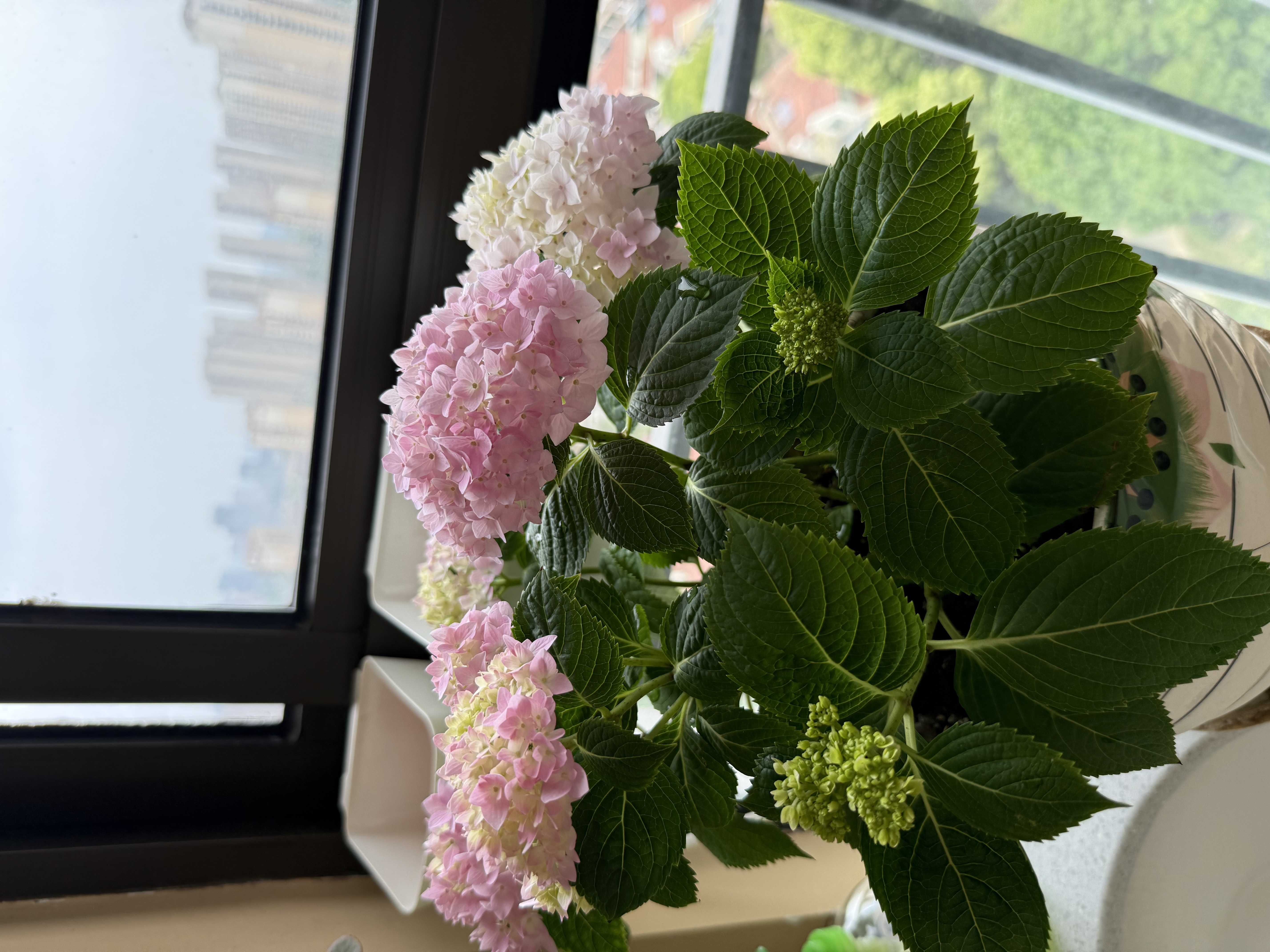 海蒂的花园海妈花园大花绣球花苗无尽夏绣球花阳台庭院四季盆栽绿植源头直发 实拍图