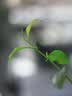 漫生活草莓土15L专用营养土花土种菜土绿植果蔬有机种植土阳台盆栽土壤 实拍图