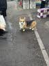 亿迪 狗粮冻干10斤装幼犬金毛萨摩耶边牧拉布拉多大型犬全价狗粮 实拍图