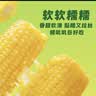 十月稻田 黄糯玉米 1根 220g 东北粘玉米棒 低脂早餐 杂粮粗粮 实拍图