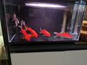 米家智能生态鱼缸定时喂食智能鱼缸+画法几何增氧泵套装 实拍图