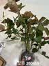 景郁春 JIRYUCUR玫瑰花苗特大花月季花苗绿植阳台盆栽蔷薇花苗艾莎源头直发 实拍图
