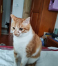 麦富迪 猫罐头 宠物猫咪零食猫湿粮罐头 吞拿鱼鸡肉味 170g*12 实拍图