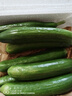 京鲜生山东精品嫩水果黄瓜 净1.6斤单果70g左右 水嫩精选幼瓜 源头直发 实拍图