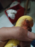 万宠汇 鸟活体虎皮鹦鹉笼养牡丹玄风活鸟学说话手养小太阳鹦鹉宠物鹦鹉 黄桃牡丹鹦鹉1只（公母备注） 实拍图