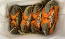 【活蟹】掌昕鲜三门青蟹 公母对蟹（6-7两/只）4只 海鲜活螃蟹毕业谢师送礼盒 源头直发 实拍图
