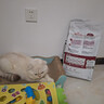 皇家成猫猫粮 营养均衡 F32 通用粮 1-7岁 4.5KG 实拍图