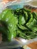 沃绣 【当天发货】新鲜桑叶 现摘大小蚕嫩桑叶新鲜大桑叶养蚕宝宝食物 新鲜桑叶200克【买二送一】 实拍图