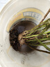 营养土养花种菜土壤有机兰花多肉植物盆栽种植椰砖土通用型 有机营养土10斤【园艺师专研配方 实拍图