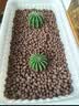 陶粒垫底养花专用彩色陶粒种花用的陶粒园艺陶粒水培小陶粒回填 精选中号陶粒20斤（1cm-1.5cm） 实拍图